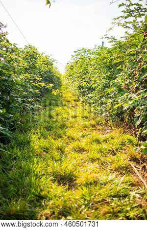 Branches Of Ripe Red Juicy Blackberry In Raspberry Self-picking Plantation In Czech Republic