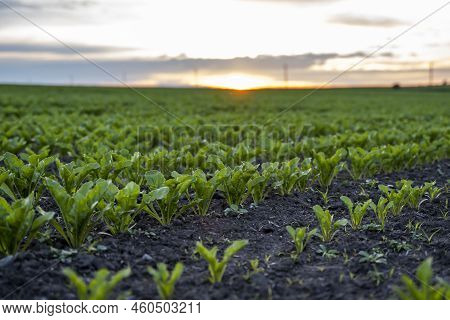 Young Green Sugar Beet Leaves In The Agricultural Beet Field In The Evening Sunset. Agriculture.