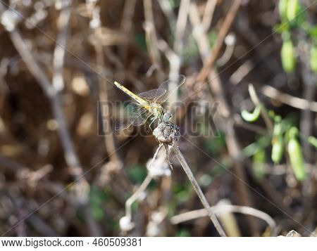 Dragonfly Perched On A Dry Branch. Close-up Of Female Red-veined Darter. Dragonfly Nomad (sympetrum 