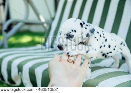 Dalmatian Puppy Playing Outdoor.white Black Puppy Bite In A Hand. Young Dog Playing With A Human.tra