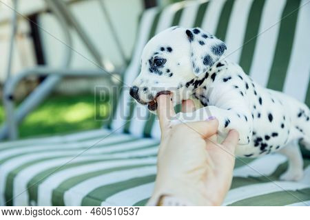 Dalmatian Puppy Playing Outdoor.white Black Puppy Bite In A Hand. Young Dog Playing With A Human.tra