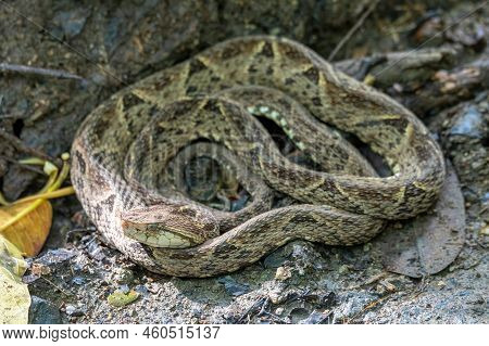 Very Danger And Deadly Venomous Snake Terciopelo (bothrops Asper), In National Park Carara, Costa Ri