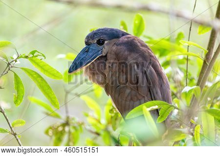 Boat-billed Heron (cochlearius Cochlearius) Hidden In Mangrove Swamps In River Tarcoles. Wildlife An