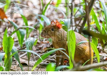 Middle Sized Mammal Central American Agouti (dasyprocta Punctata) In Rainforest. Curu Wildlife Reser