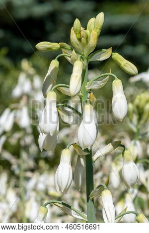 Summer Hyacinth (galtonia Candicans) Flowers