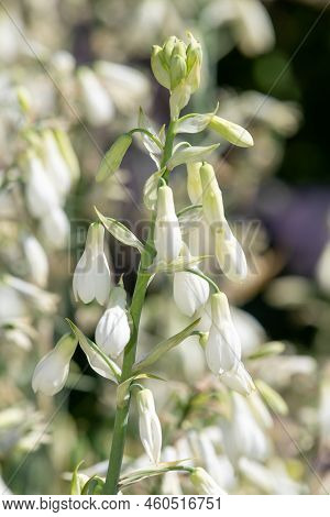 Summer Hyacinth (galtonia Candicans) Flowers