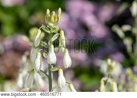 Summer Hyacinth (galtonia Candicans) Flowers