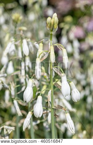 Summer Hyacinth (galtonia Candicans) Flowers