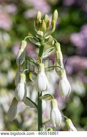 Summer Hyacinth (galtonia Candicans) Flowers