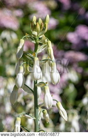 Summer Hyacinth (galtonia Candicans) Flowers