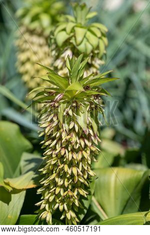 Pineapple Lily (eucomis) Flowers