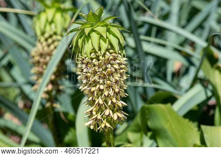 Close Up Of Green Pineapple Lily (eucomis) Flowers In Bloom