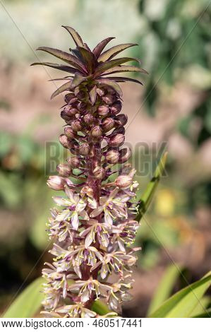 Pineapple Lily (eucomis Comosa) Flowers