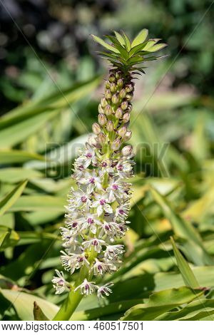 Pineapple Lily (eucomis) Flowers