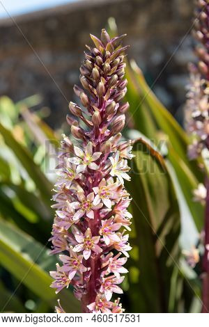 Pineapple Lily (eucomis Comosa) Flowers