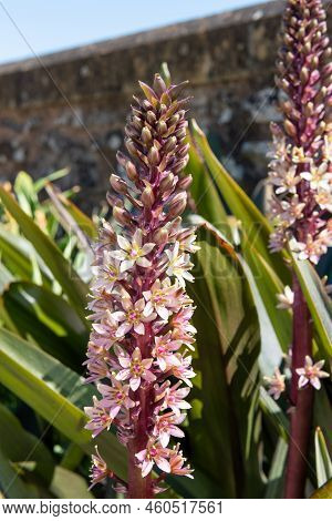 Pineapple Lily (eucomis Comosa) Flowers
