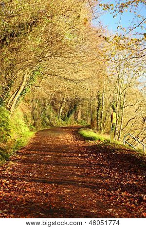 Autumn Pathway. Co.cork, Ireland.