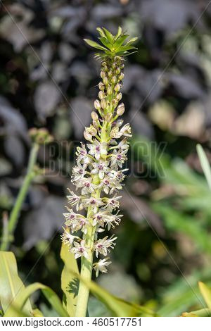 Pineapple Lily (eucomis) Flowers