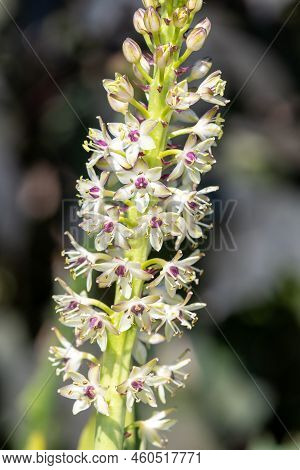 Pineapple Lily (eucomis) Flowers
