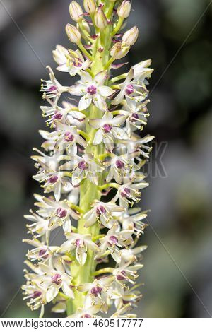 Pineapple Lily (eucomis) Flowers