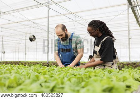 Caucasian Man And African American Woman Checking Plants Development Looking For Damage In Hydroponi