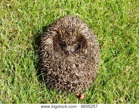 Igel