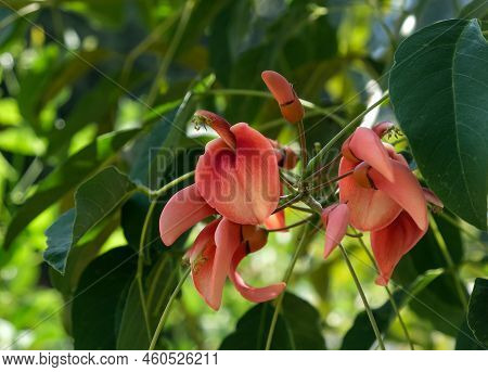 Flowering Erythrina Cockscomb (lat. Erythrina Crista-galli) In Spring