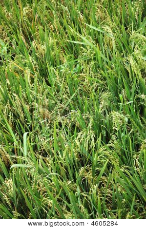 Arrozales