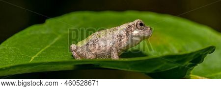A Panorama Of An Inquisitive Cope's Gray Treefrog (hyla Chrysochelis) On A Nice Green Leaf. Raleigh,