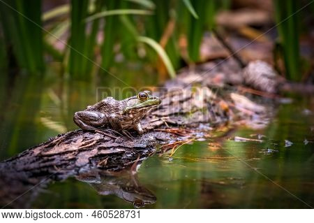An American Bullfrog (lithobates Catesbeianus) Sits On Log In A Pond. Raleigh, North Carolina.