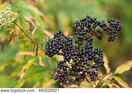Clusters Fruit Black Elderberry In Garden. Sambucus . Common Names: Elder, Black Elder, European Eld