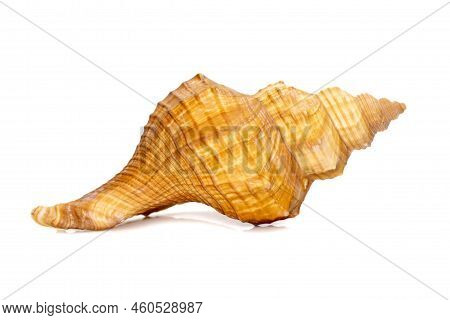 Image Of Trapezium Horse Conch / Striped Fox Conch Seashell (pleuroploca Trapezium) Isolated On Whit