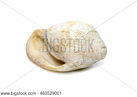 Image Of Very Old White Phalium Granulatum Sea Shell Isolated On White Background. Undersea Animals.