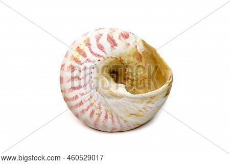 Image Of Rochia Nilotica, Common Name The Commercial Top Shell, Is A Species Of Sea Snail, A Marine 