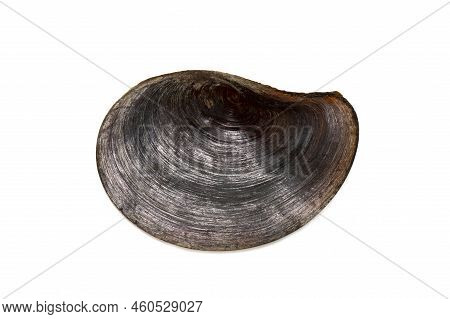 Image Of Black Flat Sea Shell Isolated On White Background. Undersea Animals. Sea Shells