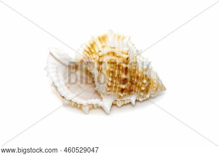 Image Of Bufonaria Rana Sea Shell Is A Species Of Sea Snail, A Marine Gastropod Mollusk In The Famil