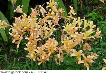 Lycoris Flowers. Amaryllidaceae Perennial Bulbous Plants. Beautiful Flowers Of Various Colors Bloom 