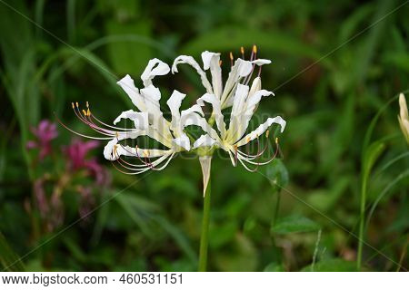 Lycoris Flowers. Amaryllidaceae Perennial Bulbous Plants. Beautiful Flowers Of Various Colors Bloom 