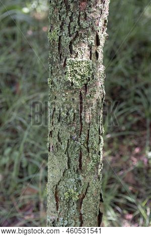 The Medlar Or Common Medlar (mespilus Or Crataegus Germanica) Trunk And Bark.
