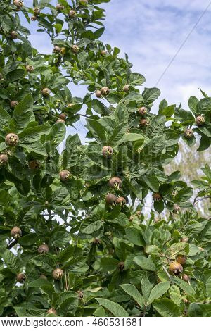 The Medlar Or Common Medlar (mespilus Or Crataegus Germanica) Fruits And Leaves.
