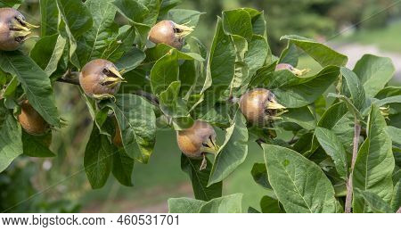 The Medlar Or Common Medlar (mespilus Or Crataegus Germanica) Fruits And Leaves.