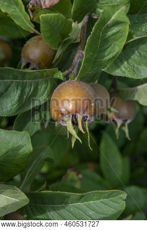 The Medlar Or Common Medlar (mespilus Or Crataegus Germanica) Fruits And Leaves.