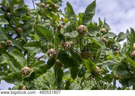 The Medlar Or Common Medlar (mespilus Or Crataegus Germanica) Fruits And Leaves.