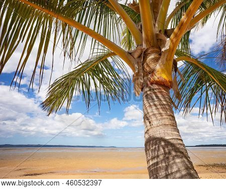 Coconut Palm Tree With Great Sandy Strait And Fraser Island In Background.  A Beach Scene Representi
