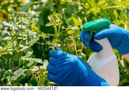 Treatment In The Garden Of Young Shoots Of Roses From Aphids, Whiteflies And Insect Pests