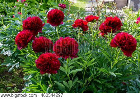 Red Peony Albiflora. Paeonia Officinalis Command Performance In The Garden