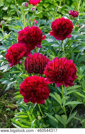 Red Peony Albiflora. Paeonia Officinalis Command Performance In The Garden