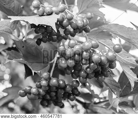 Photography On Theme Beautiful Sour Berry Viburnum