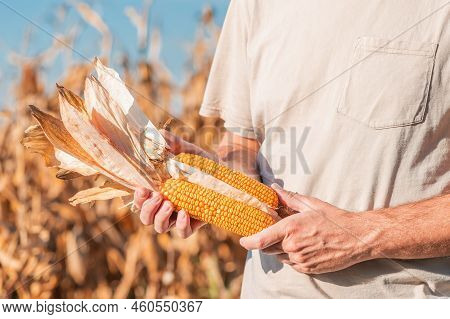 Farmer Holding Harvested Ear Of Corn In Field, Selective Focus