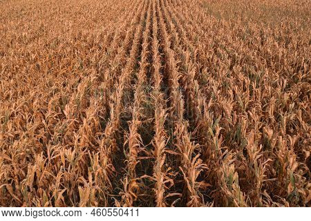 Aerial Shot Of Dent Corn Field From Drone Pov, Harvest Ready Ripe Maize Crops Plantation